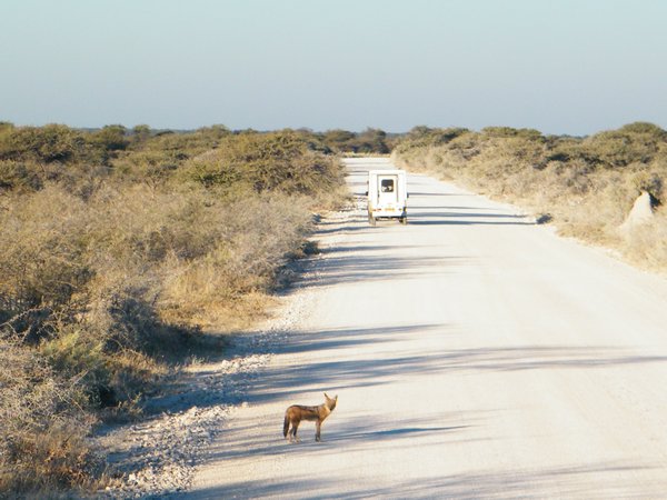 6-Typical game drive scene