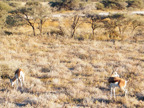 7-Springbok, saw loads of these
