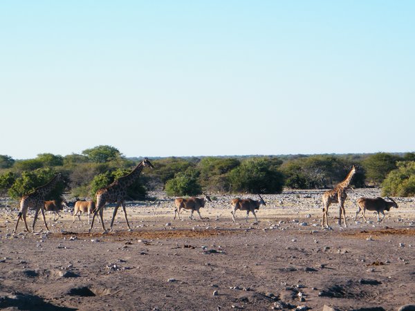 14-Giraffes and Eland