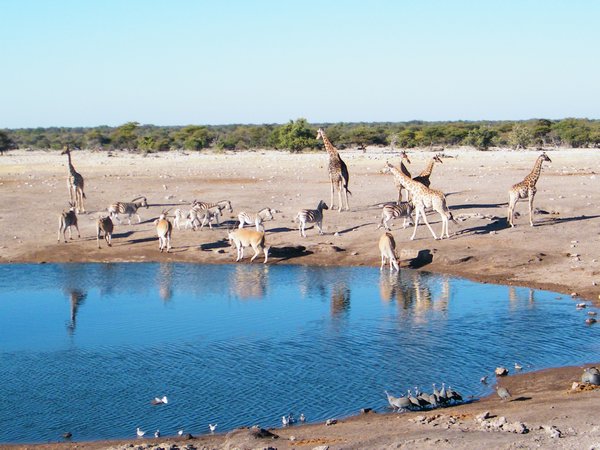 15-Giraffes, Zebras and Elands at the waterhole in Etosha National Park