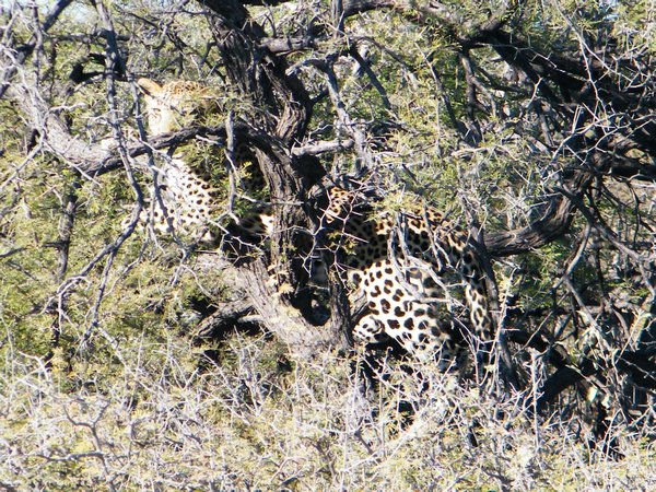17-The Leopard David spotted