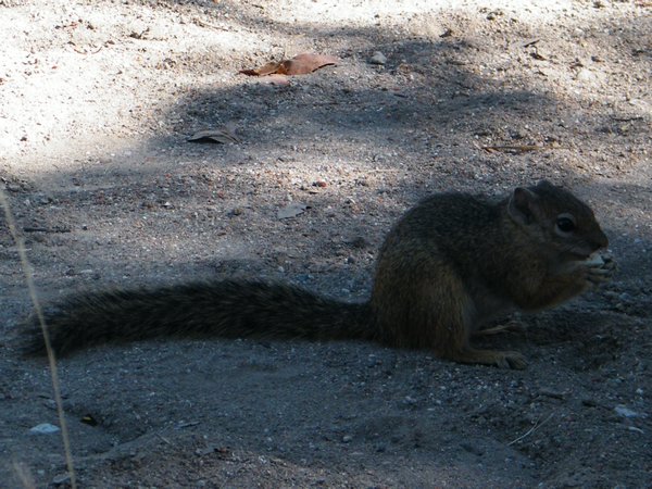 23-Campsite squirrel that ate out of our hands