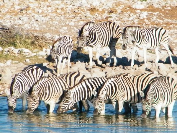5-Zebras at the Okaukuejo Waterhole