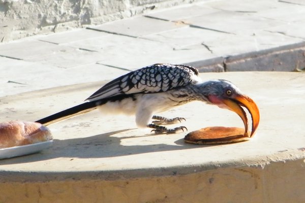 6-Cool bird enjoying our leftover breakfast