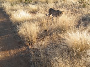 34-Wild yet captive cheetah
