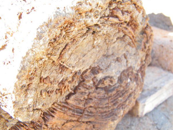 10-280 million year old petrified wood