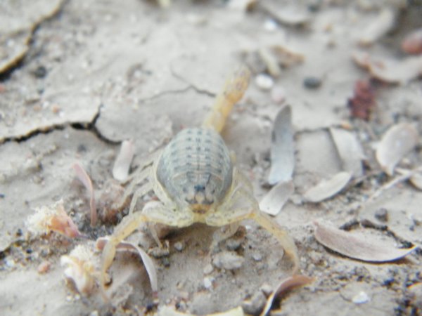 37-Baby scorpion that Paul found