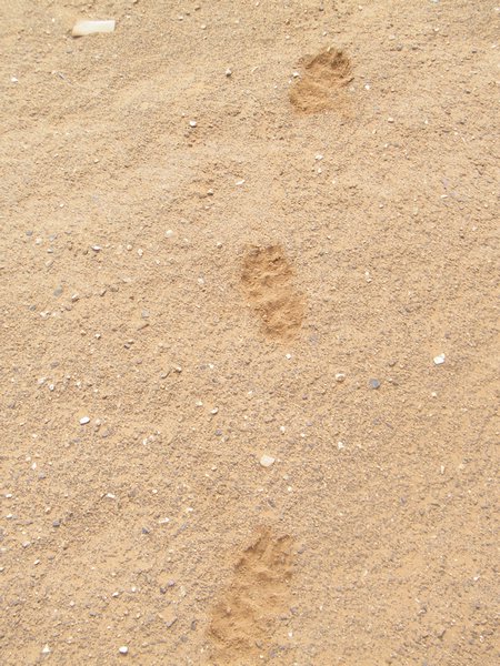 14-Feline paw prints not far from the oilrig
