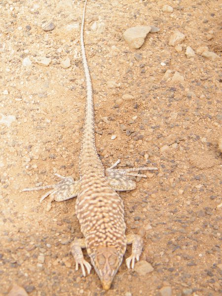 15-Sand lizard at the oilrig site