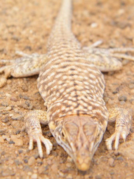 16-Close up of a Namibian Sand Lizard