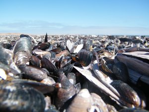 24-Tons of mussel shells