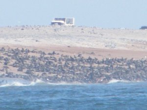 25-Seal colony from afar
