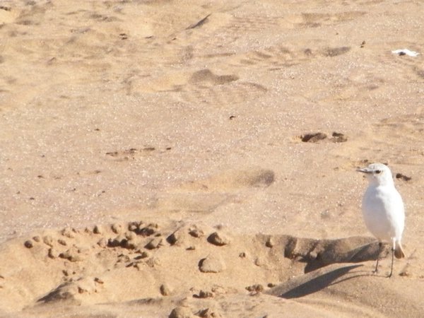 5-Finicky little sand bird that only eats cheese