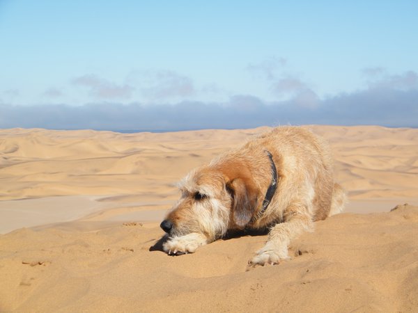 17-Jazz, the dune dog