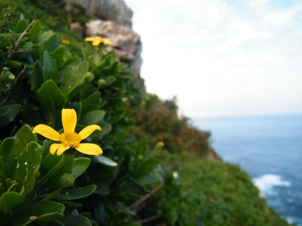 17-Macro at Cape Point