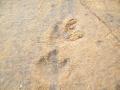 16-Dinosaur footprints near Roma, Lesotho