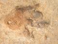18-Another dinosaur footprint near Roma, Lesotho