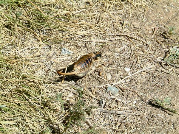 A very large grasshopper believe it or not!