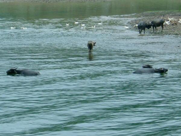 Water buffalo swimming