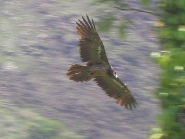 Nepal Eagle