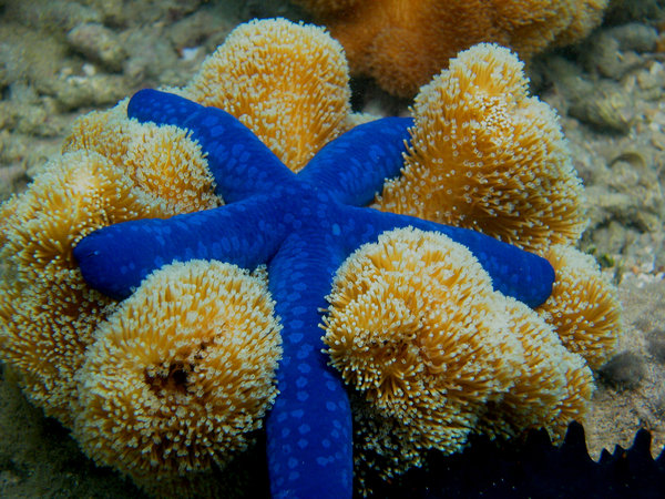 Brilliantly coloured starfish