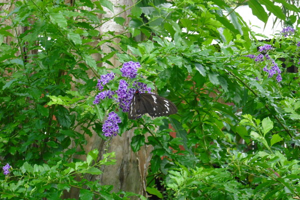 Butterflies as big as birds, very jurasic park