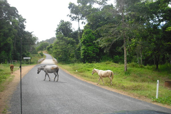 They dont have zebra crossing here