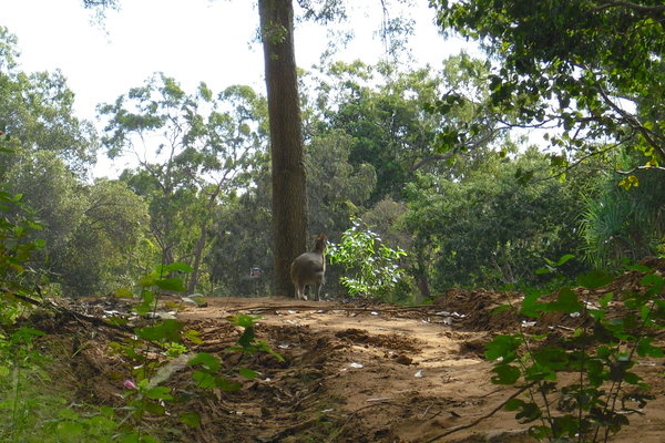 Spot the wallaby