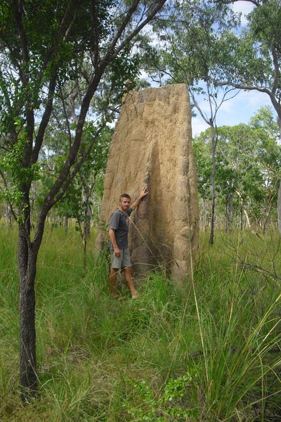 Check out the size of this termite mound!