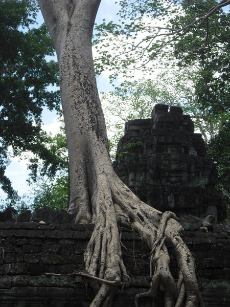 Trees overtaking the temples at Ta Phron