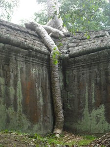 Roots reaching over the walls