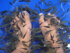 Fish love shentons feet