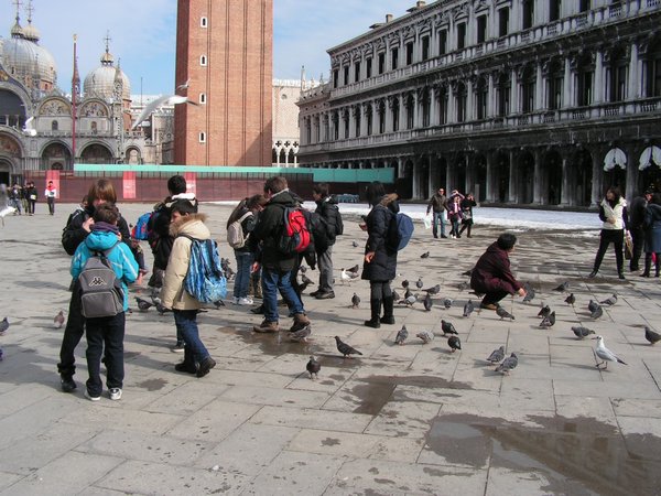 Bird feeding at San Marco's piazza