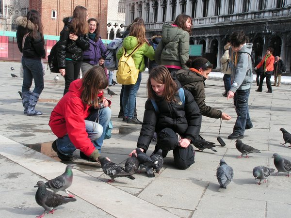 Tame pigeons
