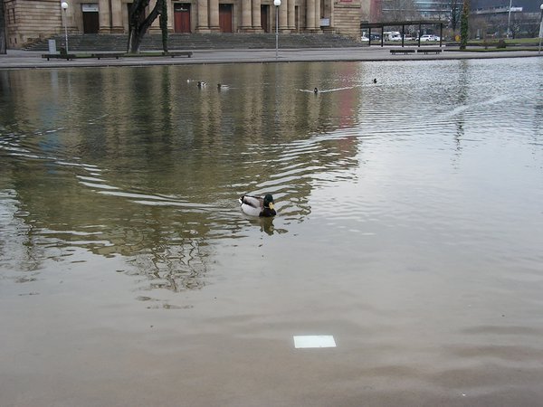German ducks  =) 