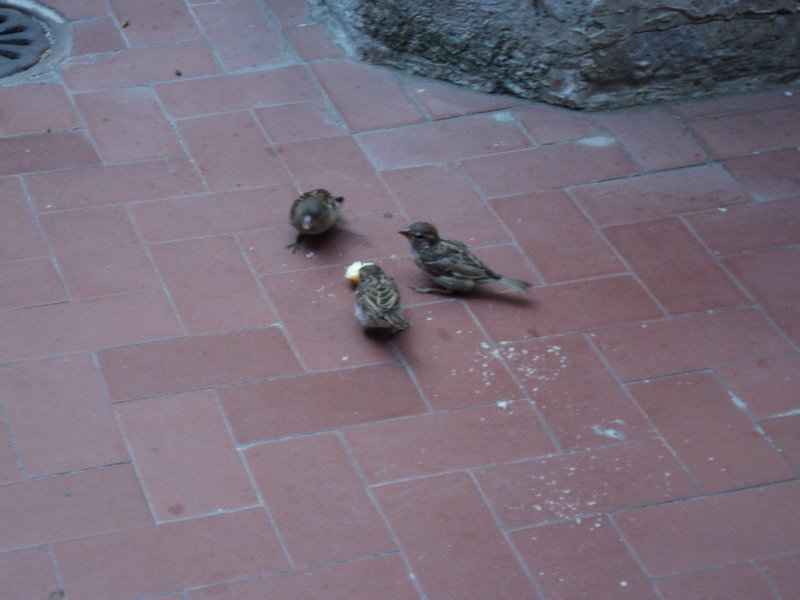 Birds at breakfast