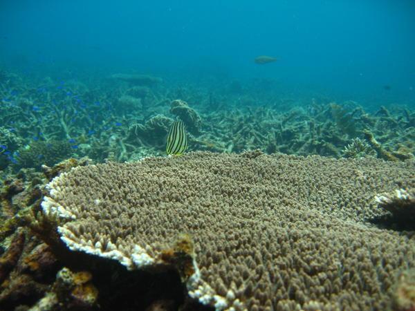 Unterwasserleben