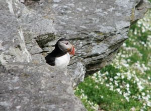 Puffin on Skellig Michael