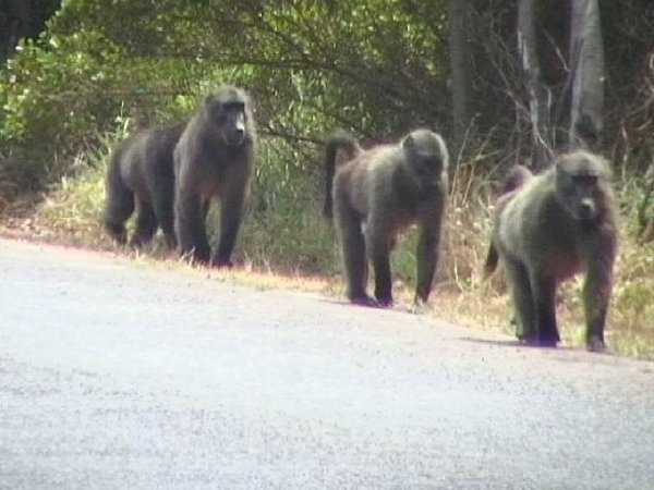 Close up of baboons
