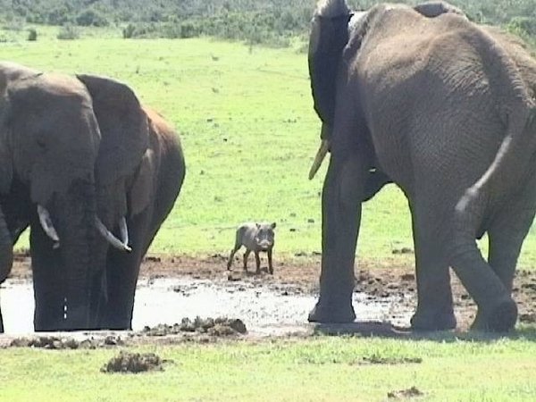 Elephants and Warthog