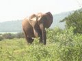 Elephant at Addo