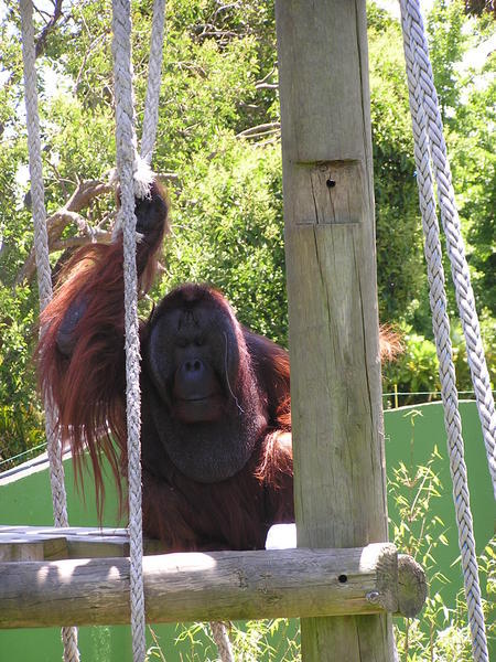 Orangutan Planet of the Apes | Photo