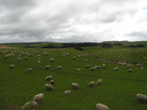 Sheep in the Catlins