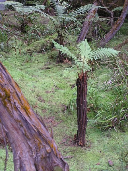 NZ Ferns at Park