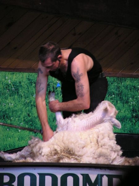 The Michelangelo of Sheep Shearing 