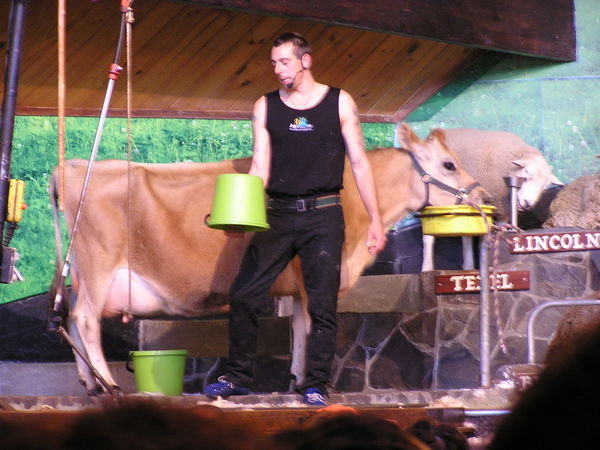 An exciting demonstration on how to milk a cow