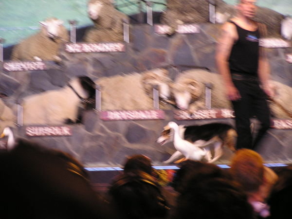 Demonstrating (dog supported) sheep herding with ducks