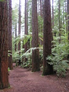 Monday morning -- walk in the Redwood forest