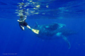 That will be me diving with the whales