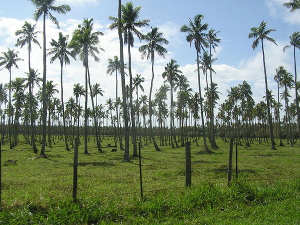 The islands was devoid of jungle... most of it was planted with plantation coconut trees... which are now not a source of economic revenue.
